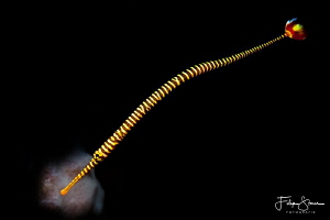 Multibar pipefish (Dunckerocampus multiannulatus), Permut... by Filip Staes 